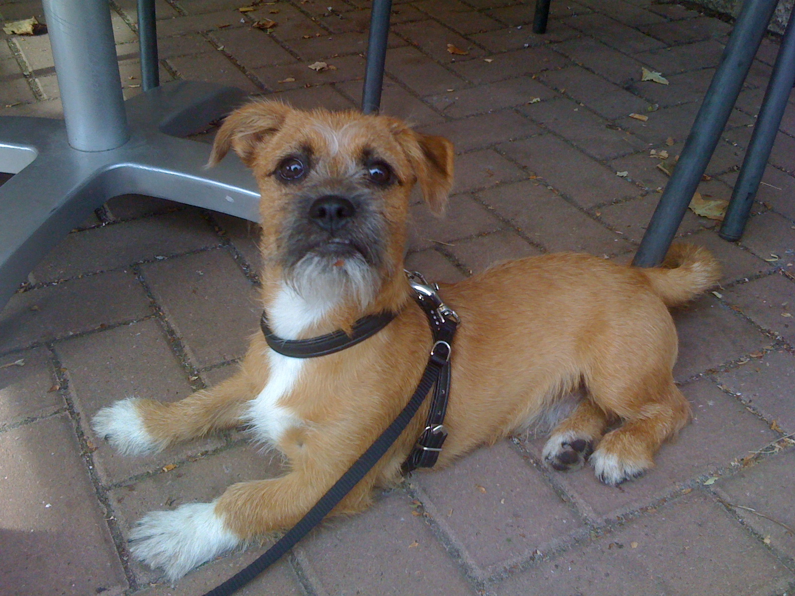Thali (Jack Russell Terrier, Shih Tzu) Jack Russell Terrier Shih Tzu 